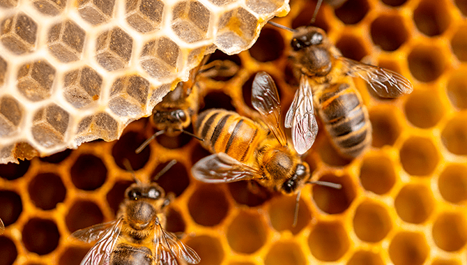 عسل طبیعی و زنبور عسل