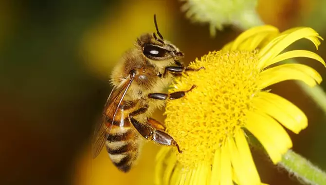 زنبوز عسل و گل