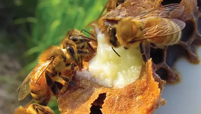 تشکیل ژل رویال توسط زنبور
