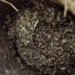بهترین زمان خوردن عسل چه زمانی است؟