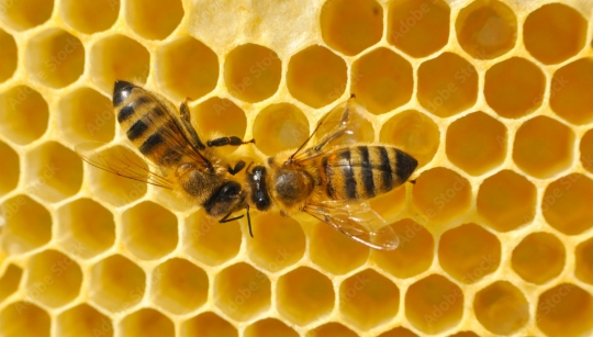 تولید عسل غیر طبیعی با روش تغذیه ‌ای