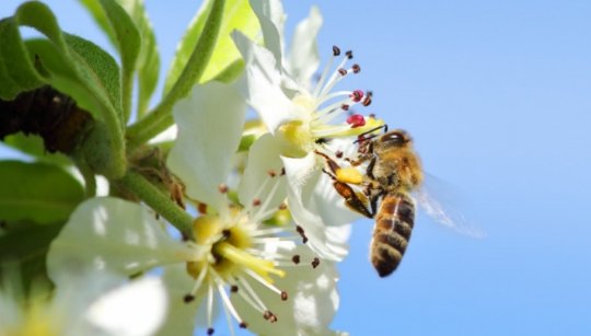 عسل کاملا طبیعی