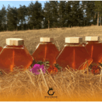 راهنمای خرید عسل عمده برای فروشگاه‌ها