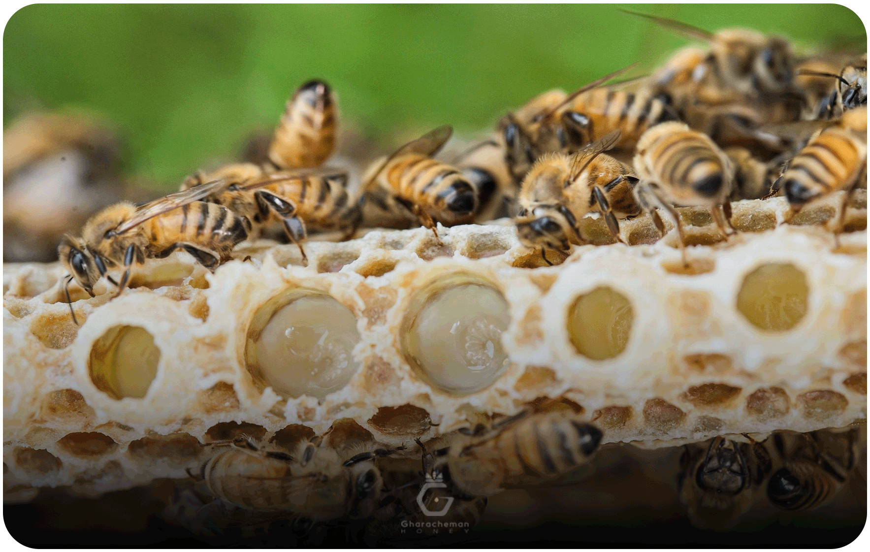 فواید گسترده ژل رویال