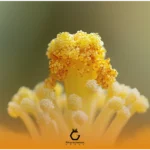 راهنمای تشخیص گرده گل اصل از تقلبی