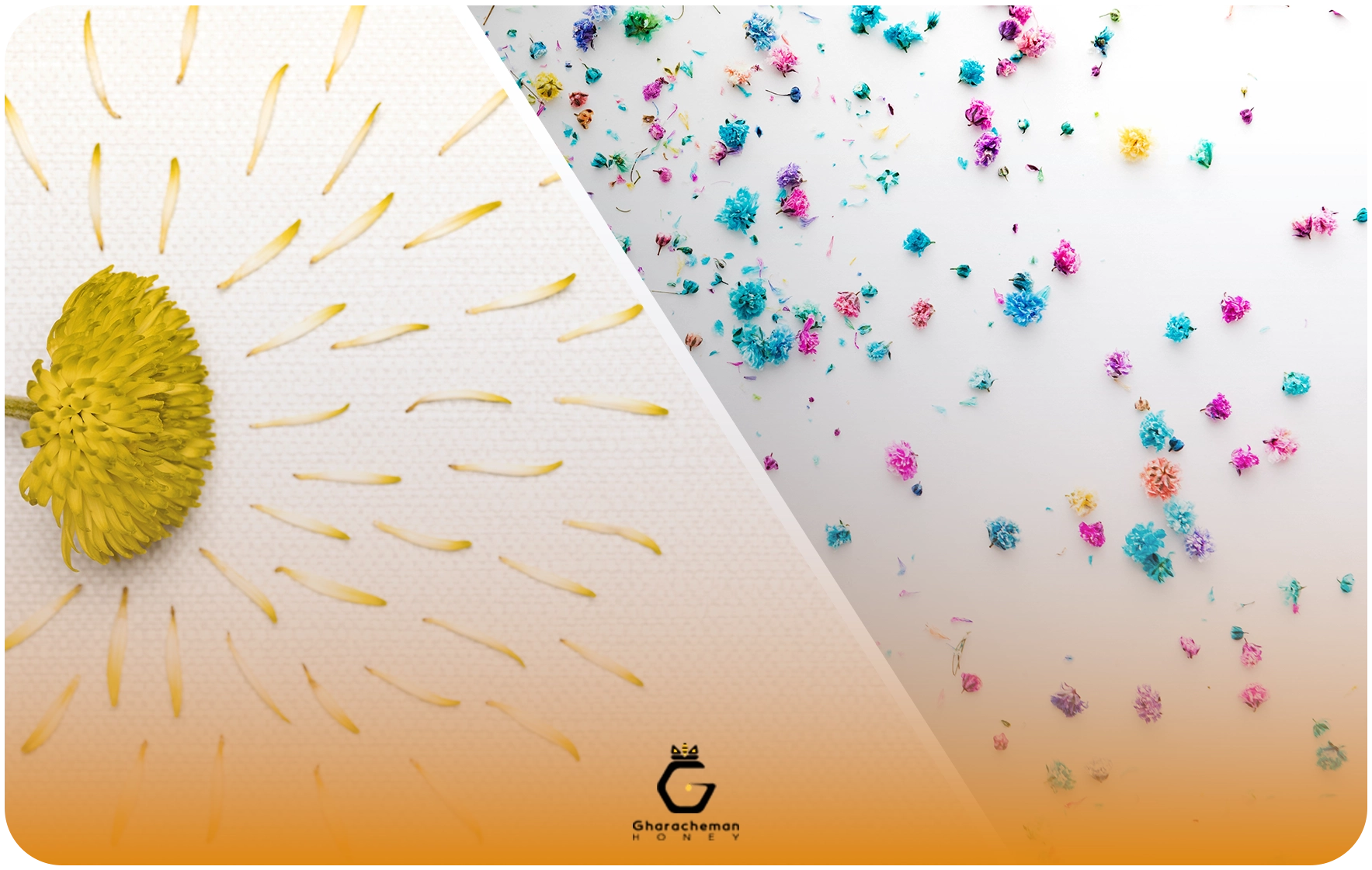 مقایسه گرده گل چندرنگ و تک رنگ