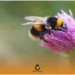 ژل رویال چیست و چرا ملکه زنبور ۵ برابر عمر می‌کند؟