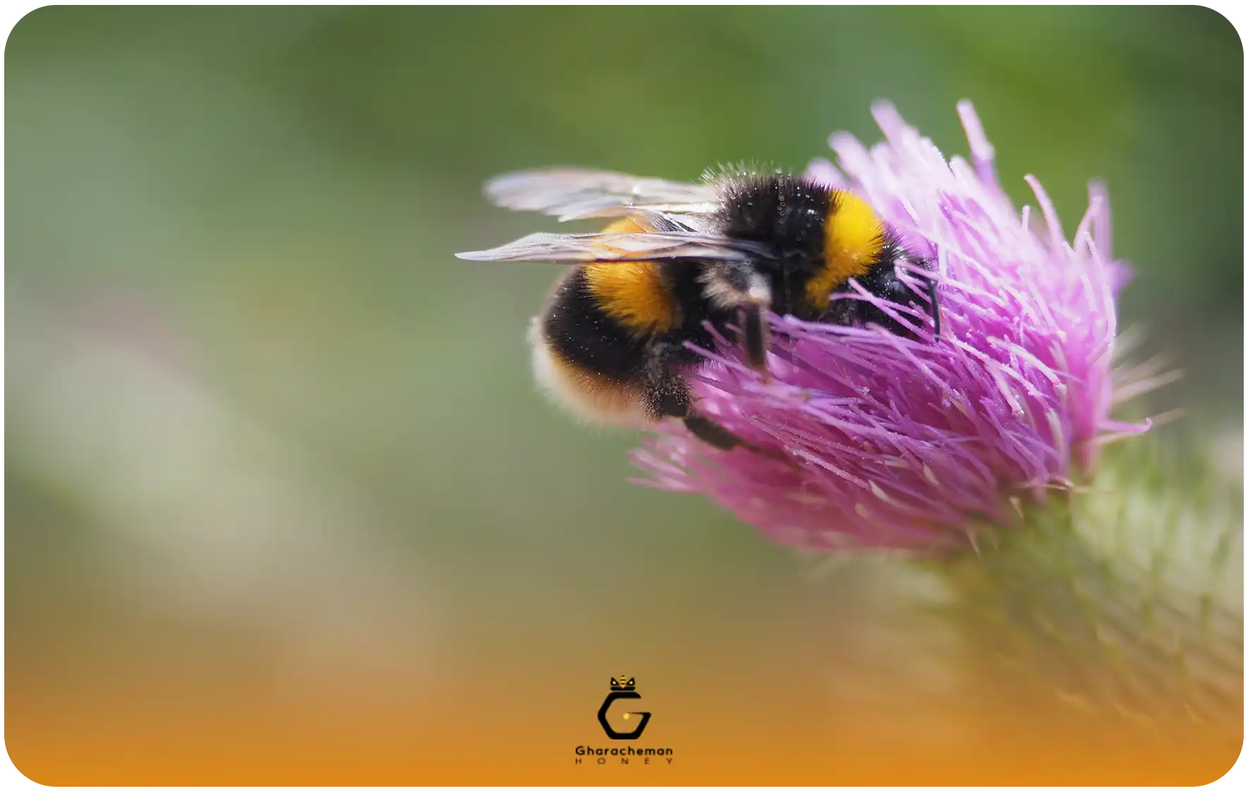 ژل رویال چیست و چرا ملکه زنبور ۵ برابر عمر می‌کند؟