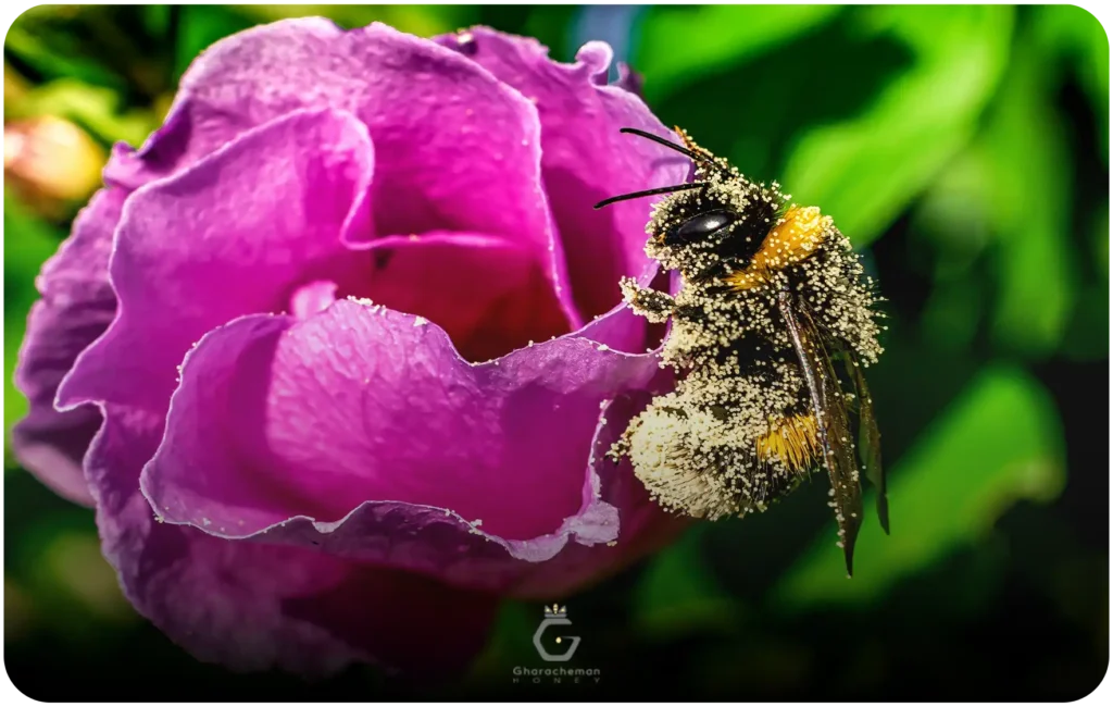 عمر ملکه زنبور عسل چقدر است؟