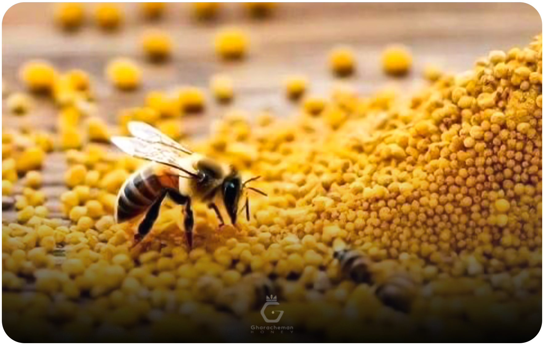 گرده گل چیست و چرا برای عطاری‌ها ضروری است؟